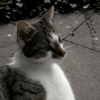 Kastrationspflicht für Katzen! ….Verhindert die Ausbreitung von Bartonellen
