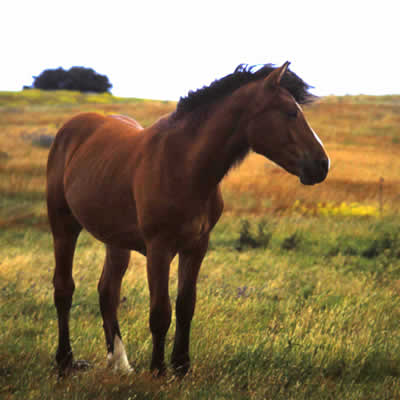Pferd-1
