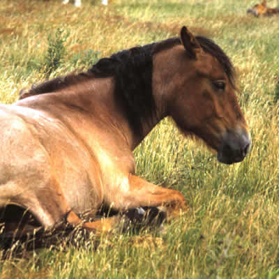 Pferd-2